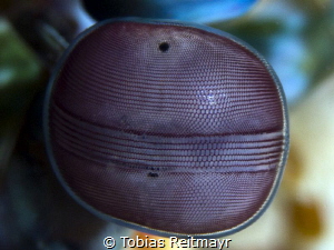 Peacock Mantis shrimp eye, Palong by Tobias Reitmayr 
